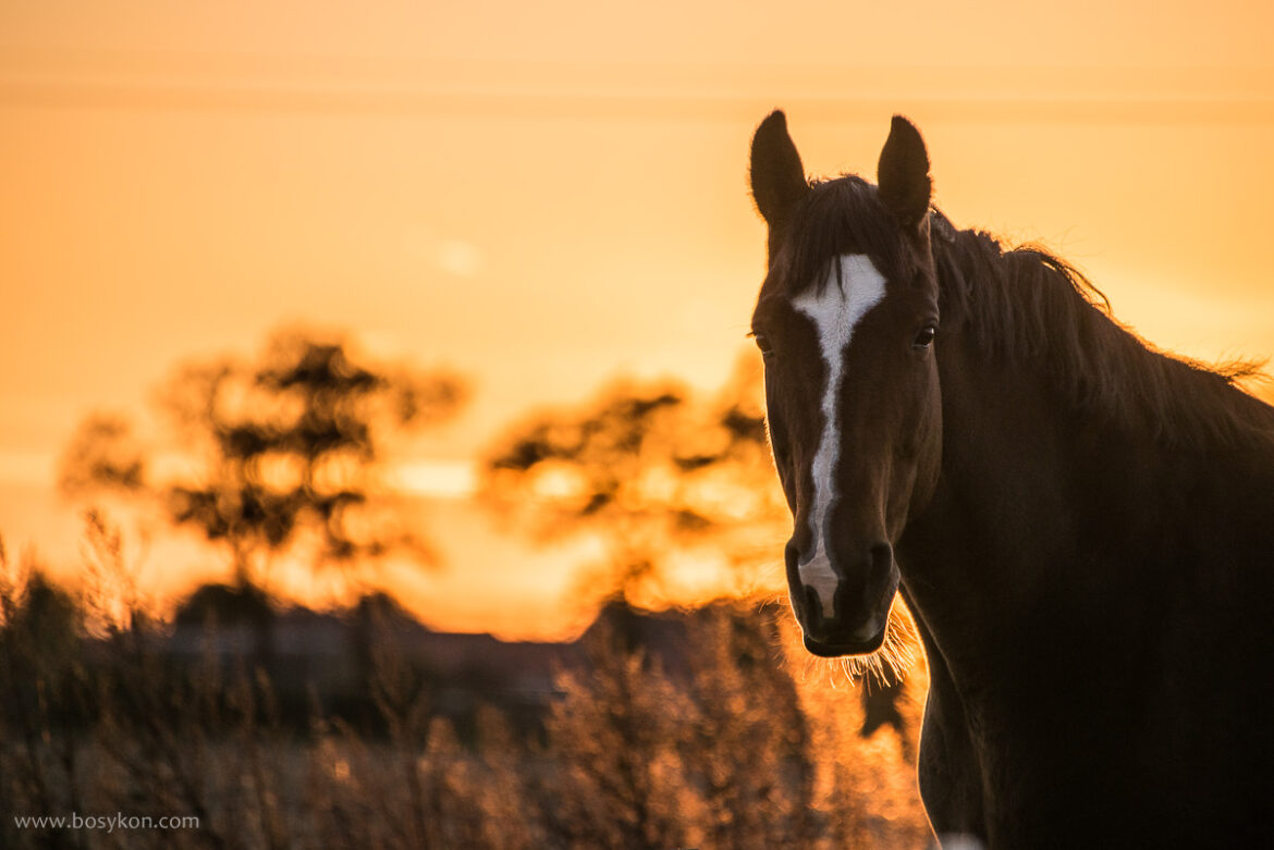 Koń o zachodzie słońca – zdjęcia