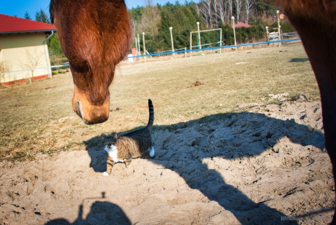 Koń i kot – zdjęcia