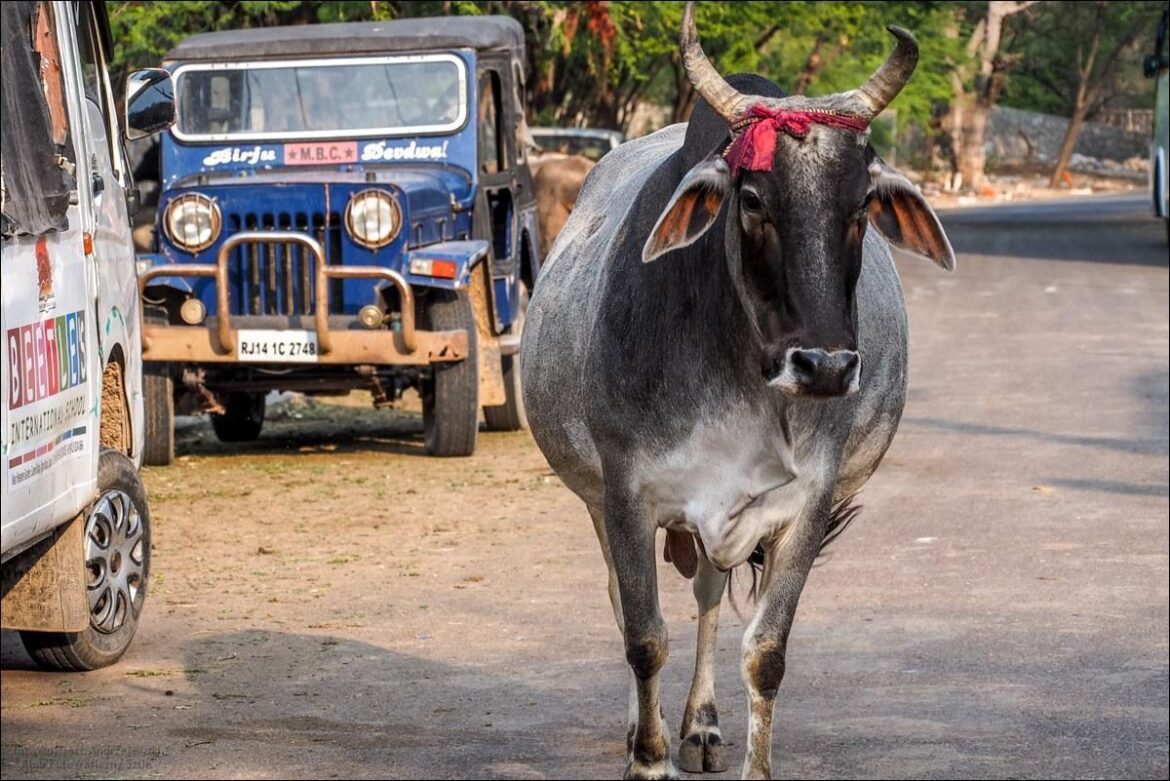 Indie część 4 – Krowy w Indiach – indyjska prowincja