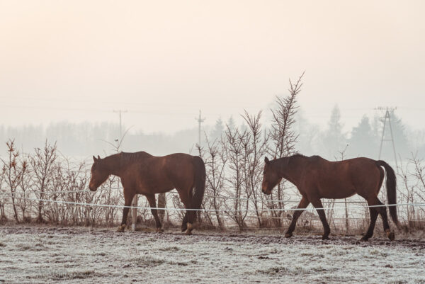 Koń zimą - paddock paradise - chów bezstajenny - otwarta stajnia