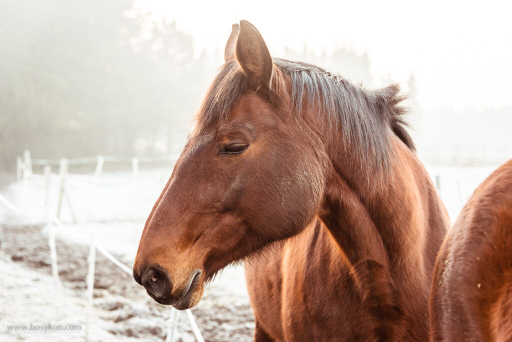Koń zimą - paddock paradise - chów bezstajenny - otwarta stajnia