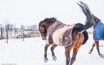 Konie w zimie na paddocku. Śnieg, wiatr i dobra zabawa. fot. Tomasz Koryl
