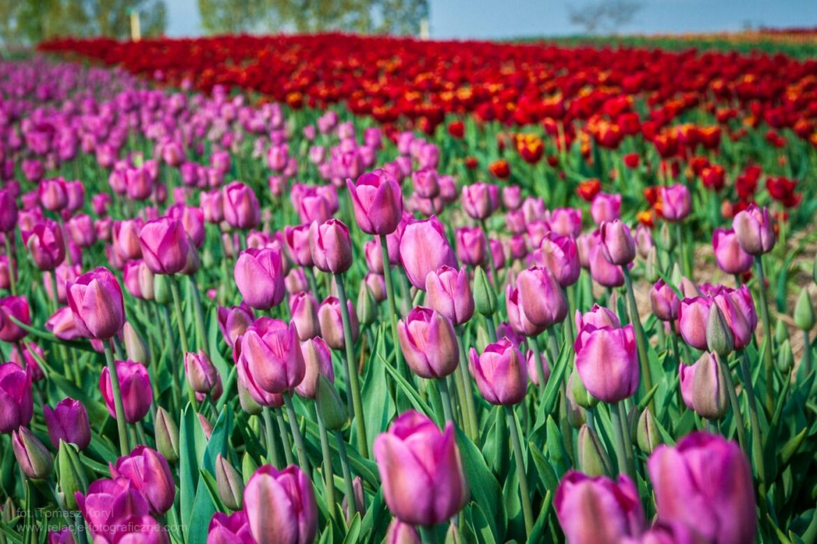 Chrzypsko Tulipany zdjęcia z plantacji