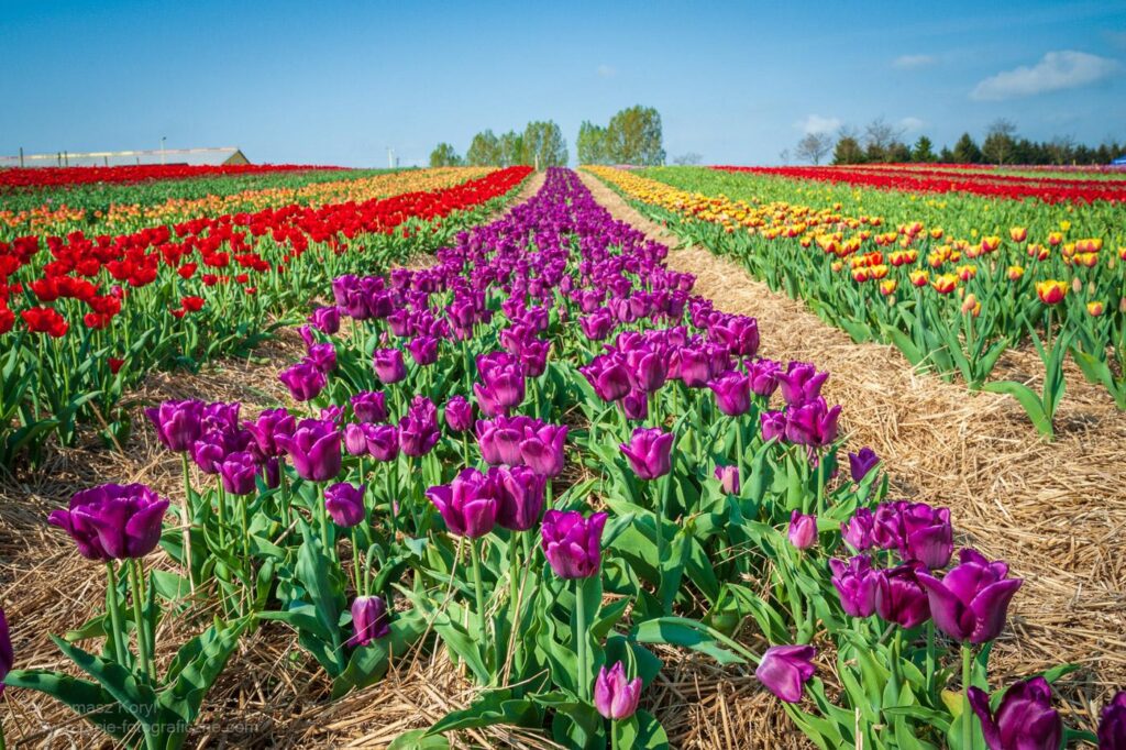 Chrzypsko Tulipany zdjęcia z plantacji