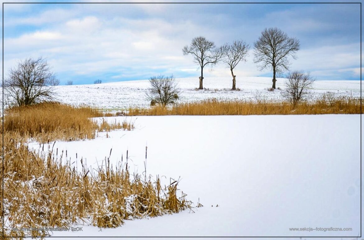 Pola i lasy, kobiece spojrzenie na zimę –  Anna Mayer-Brzezińska