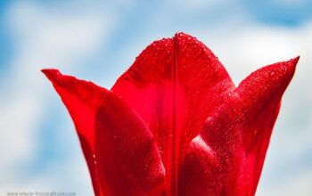 Zdjęcia makro tulipanów