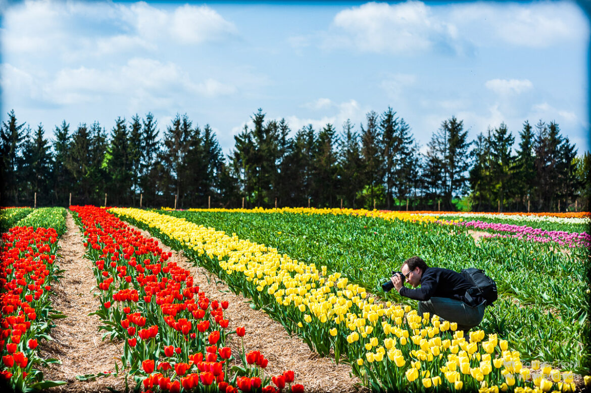 Pola tulipanów w Chrzypsku Wielkim – plener fotograficzny