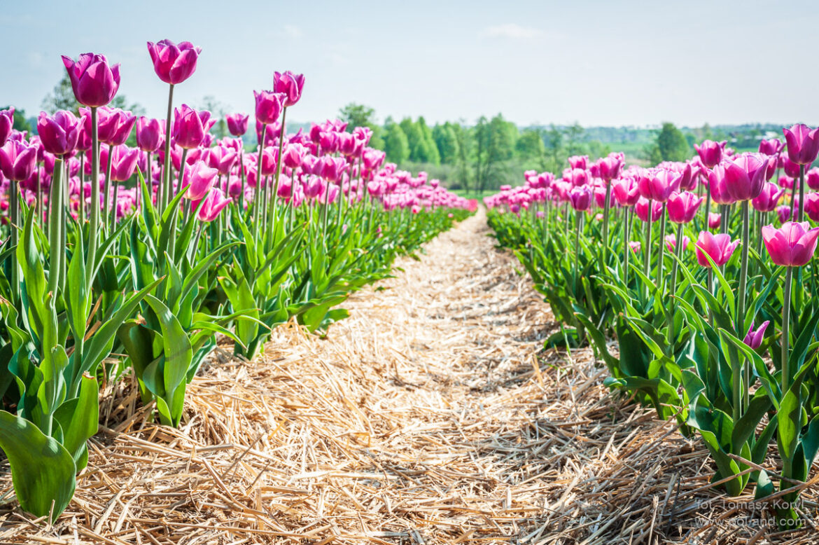 Plantacja tulipanów w Chrzypsku, Wielkopolska