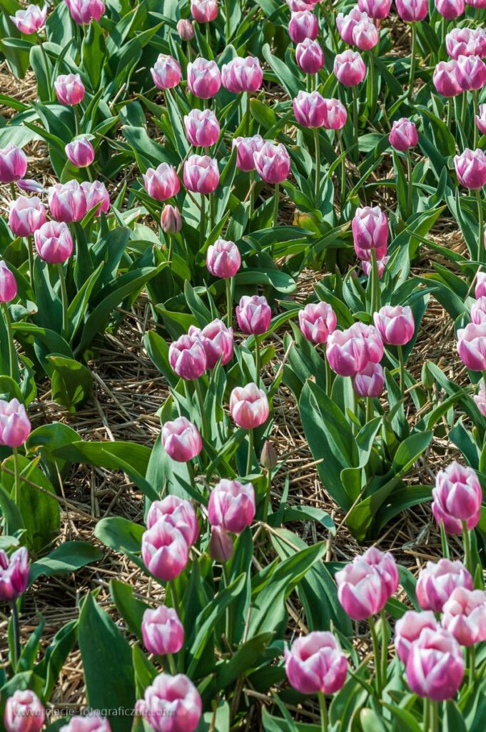 Zdjęcia tulipanów