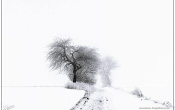 Zimowa droga - zima w obiektywie