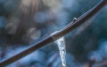 Zima w obiektywie - fot. Agata Michalska / SzOK Szamotuły
