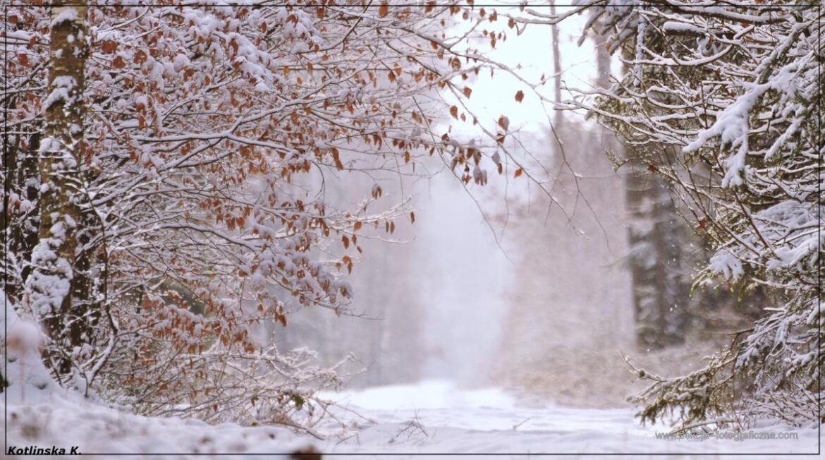 Zimowe zdjęcia lasu Katarzyna Kotlinska